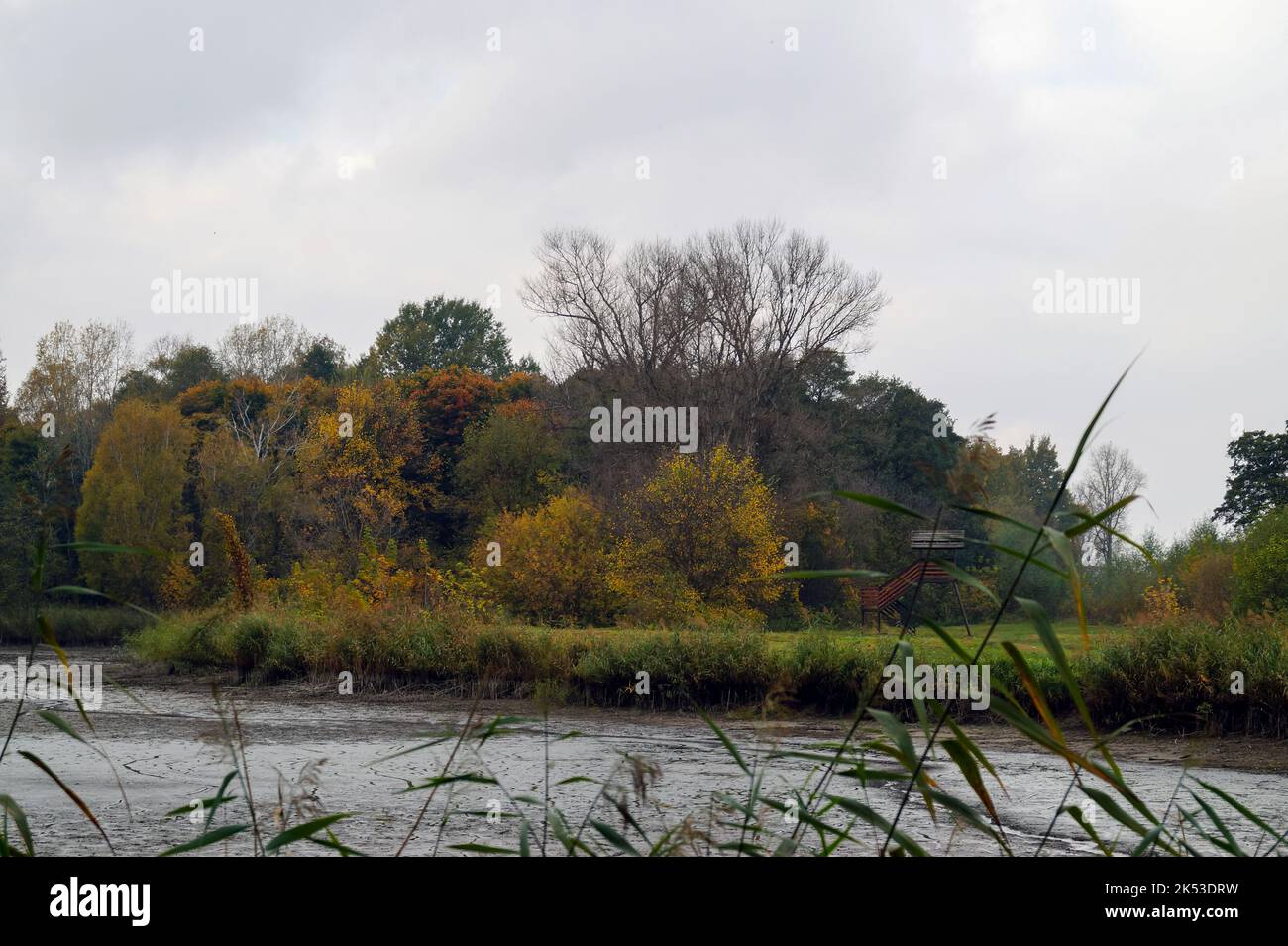 De beaux arbres européens en automne quand ses feuilles deviennent roussâtres, rouges et jaunes. Banque D'Images