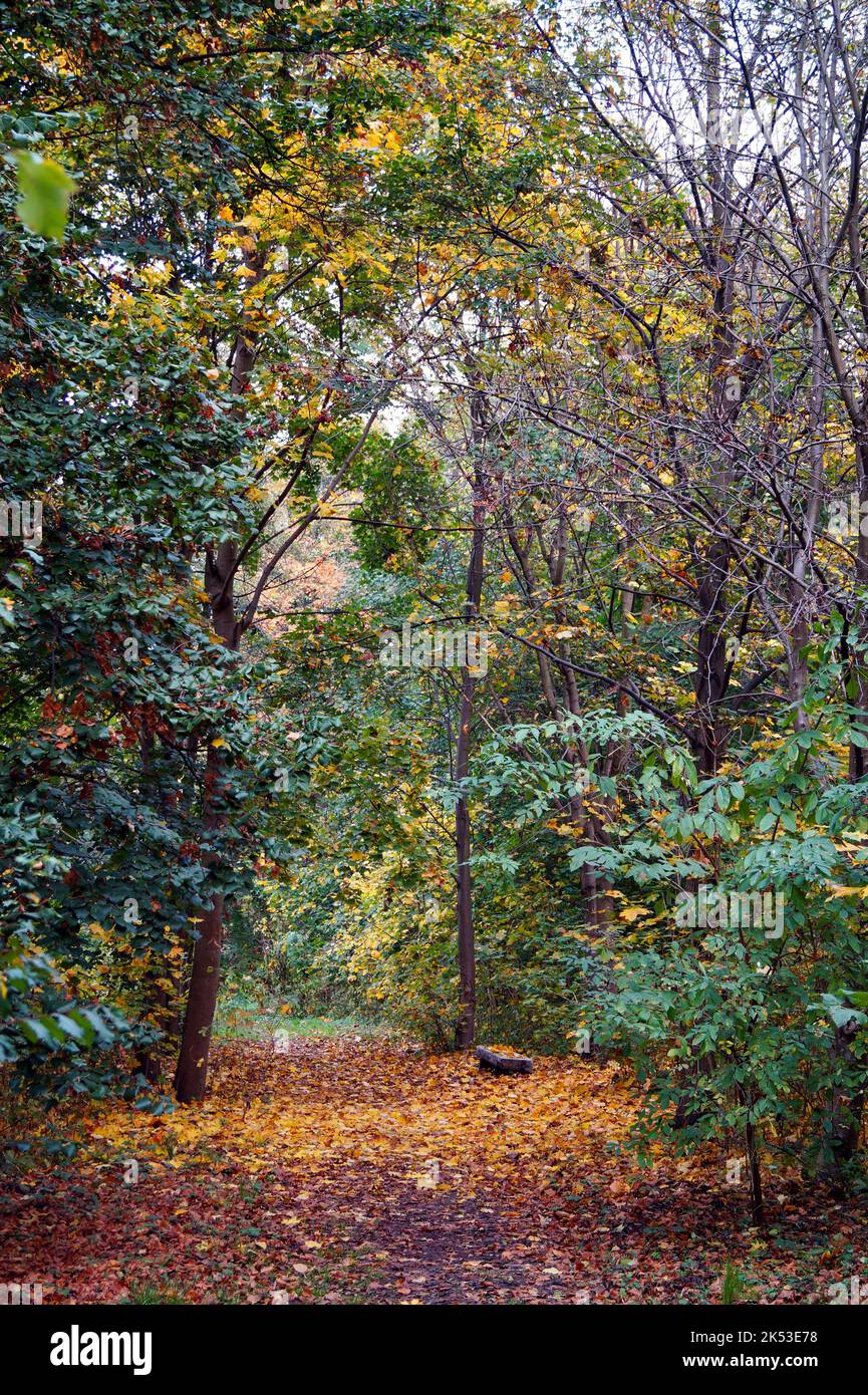 De beaux arbres européens en automne quand ses feuilles deviennent roussâtres, rouges et jaunes. Banque D'Images