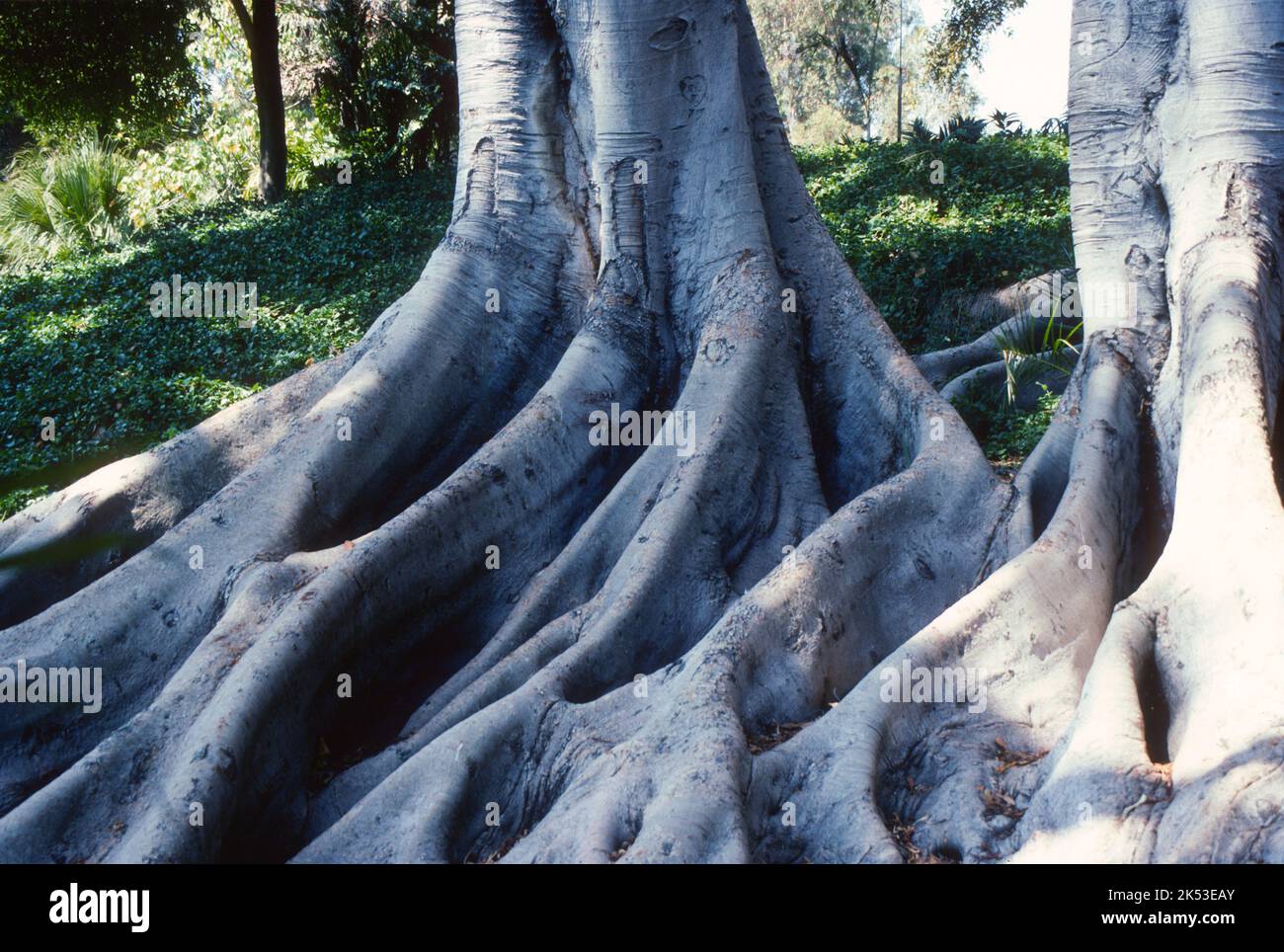 Tronc de l'arbre et les racines Banque D'Images