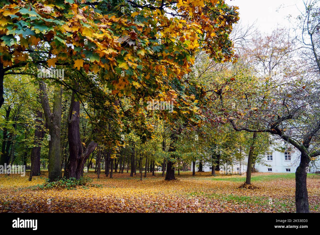 De beaux arbres européens en automne quand ses feuilles deviennent roussâtres, rouges et jaunes. Banque D'Images