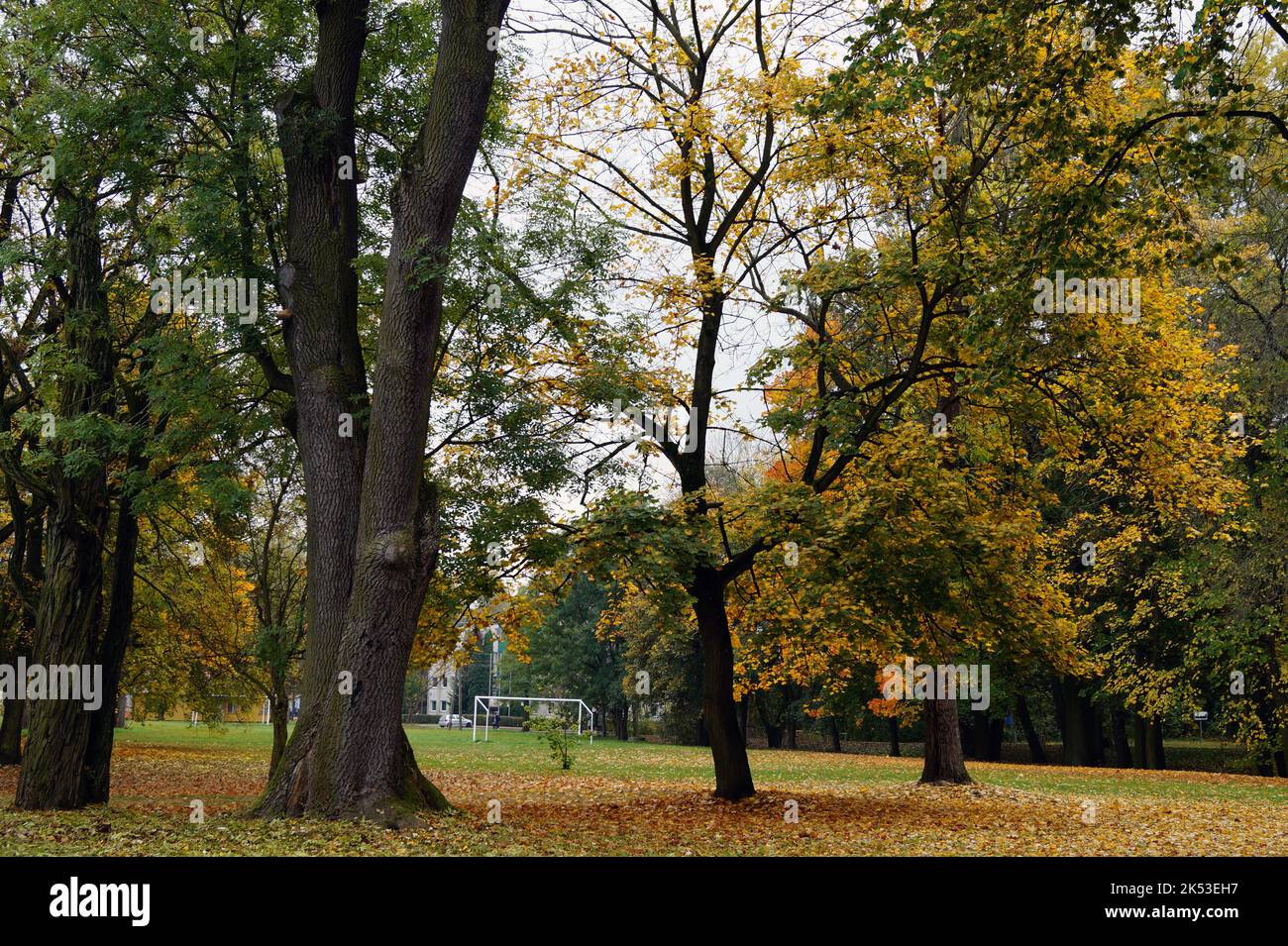 De beaux arbres européens en automne quand ses feuilles deviennent roussâtres, rouges et jaunes. Banque D'Images