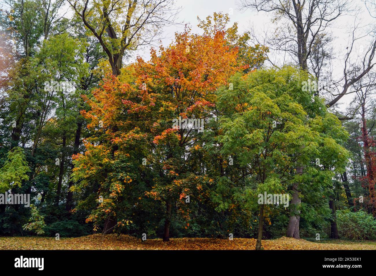 De beaux arbres européens en automne quand ses feuilles deviennent roussâtres, rouges et jaunes. Banque D'Images