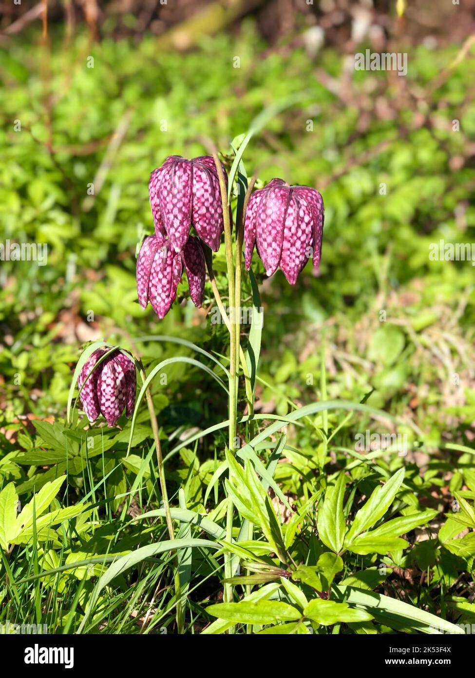 Un gros plan vertical des fleurs de Fritilaria poussant à l'extérieur Banque D'Images