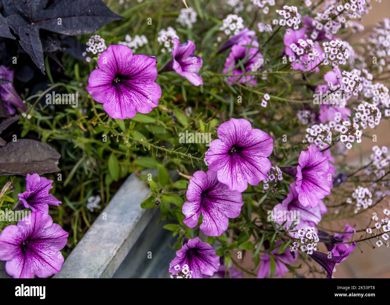 Sitemapcdatahttpssaramixel Thicoipeinfocombien De Surfinia Dans Une Jardinierenull