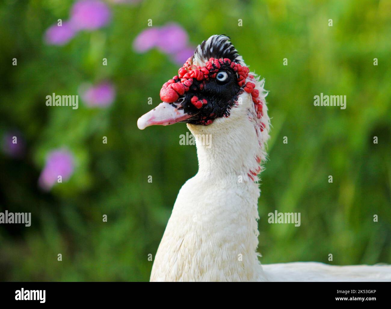 Un gros plan de canard de Muscovy domestique avec des plumes blanches et un visage noir et rouge Banque D'Images