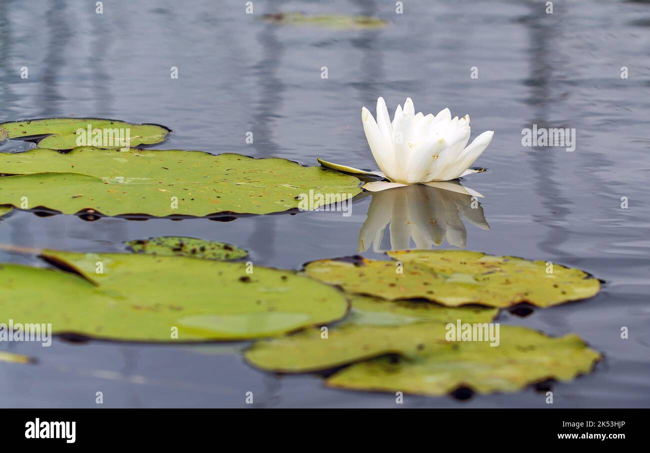 Une fleur de nénuphars blanc dans l'eau avec des feuilles vertes sur le lac. Lac de Vrevo . Alexandrovka. Région de Leningrad. Banque D'Images