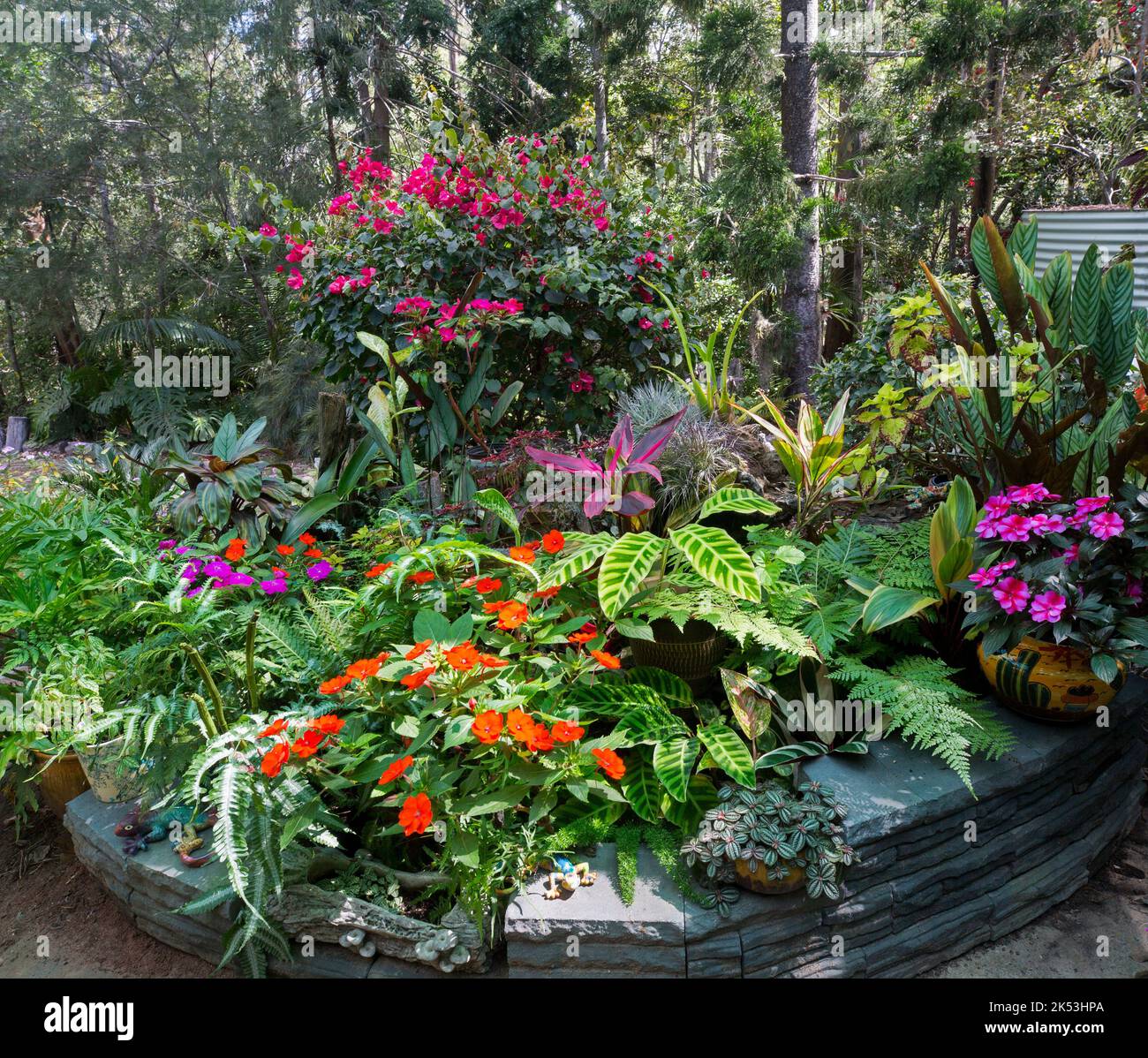 Jardin coloré avec fleurs et plantes et fougères planant dans des conteneurs, en Australie Banque D'Images