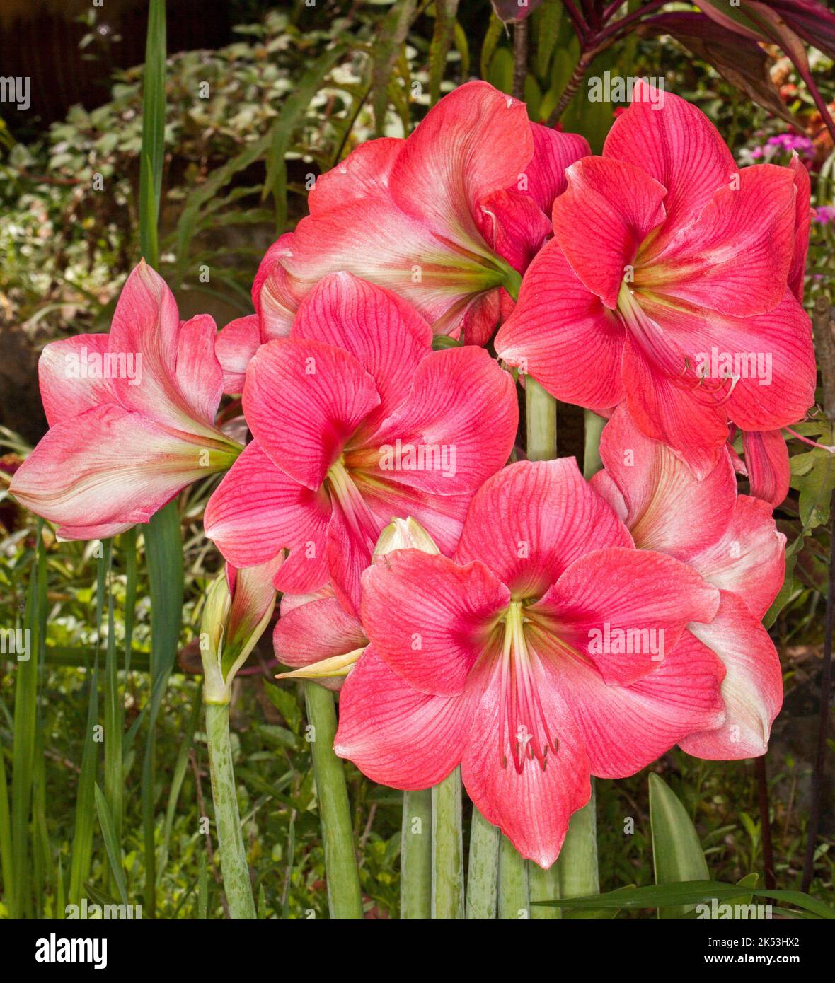 Grappe de grandes et spectaculaires fleurs roses vives avec des stries blanches d'Hippeastrum, bulbe à fleurs printanières, sur fond vert, en Australie Banque D'Images