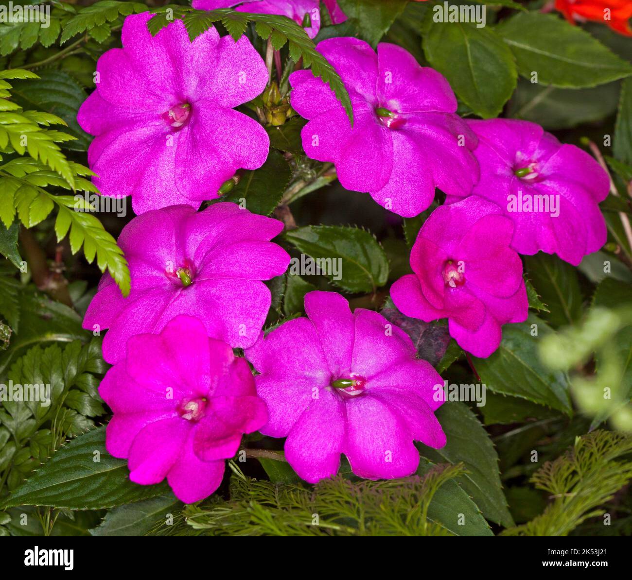 Groupe de grandes fleurs rose magenta vif / rouge d'Impatiens hawkerii hybride de Nouvelle Guinée 'Magnum' sur fond de feuilles vertes Banque D'Images