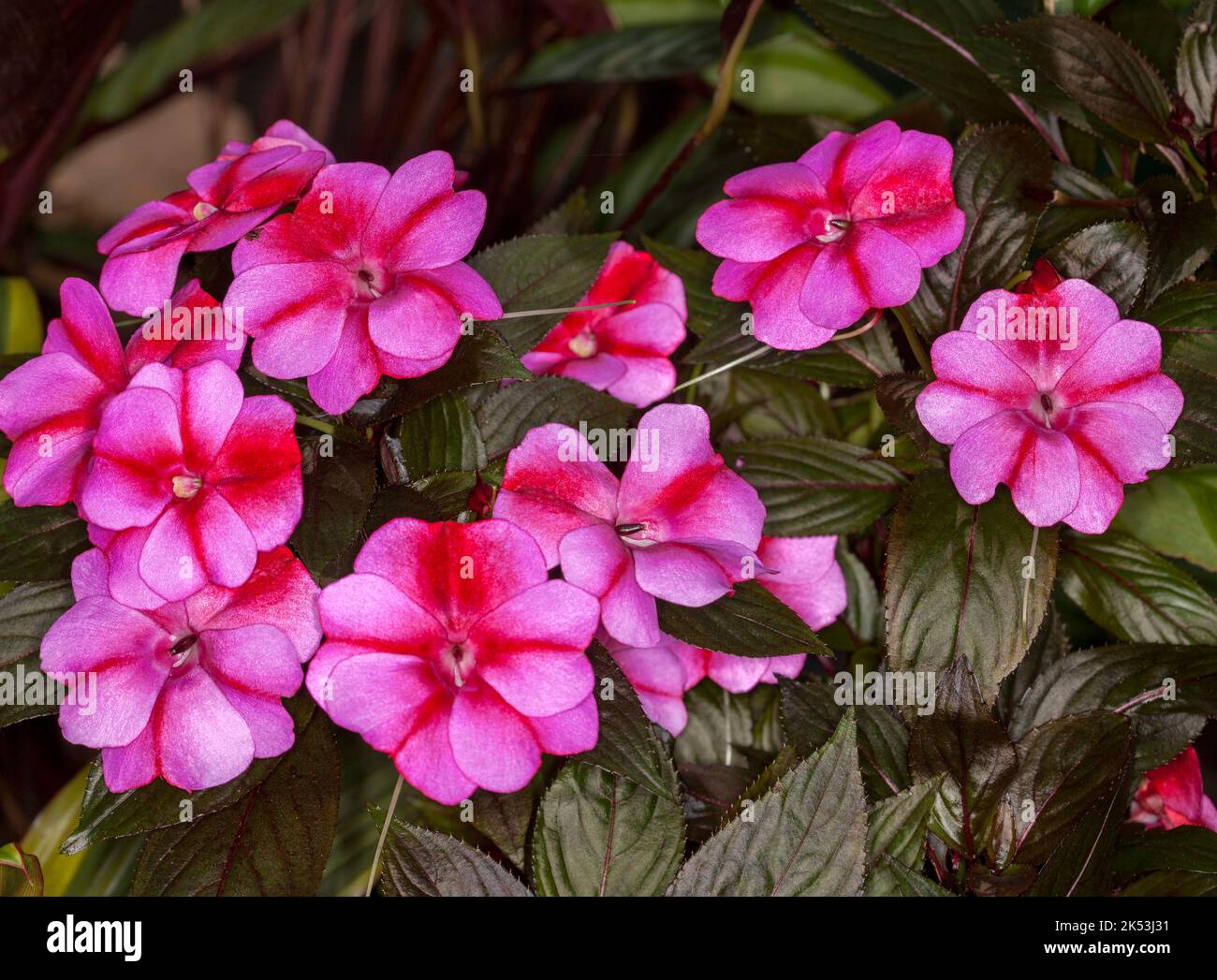 Groupe de fleurs rose vif parsemées de rouge d'Impatiens hawkerii hybride de Nouvelle-Guinée 'Harmony Radiance' et de feuilles vert foncé / rouge Banque D'Images