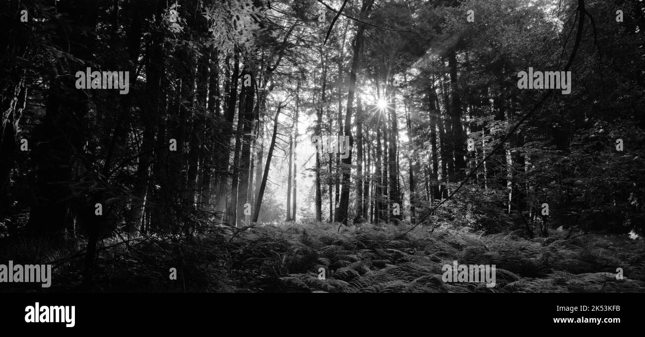 Une vue panoramique des rayons du soleil brille dans une forêt, en échelle de gris Banque D'Images