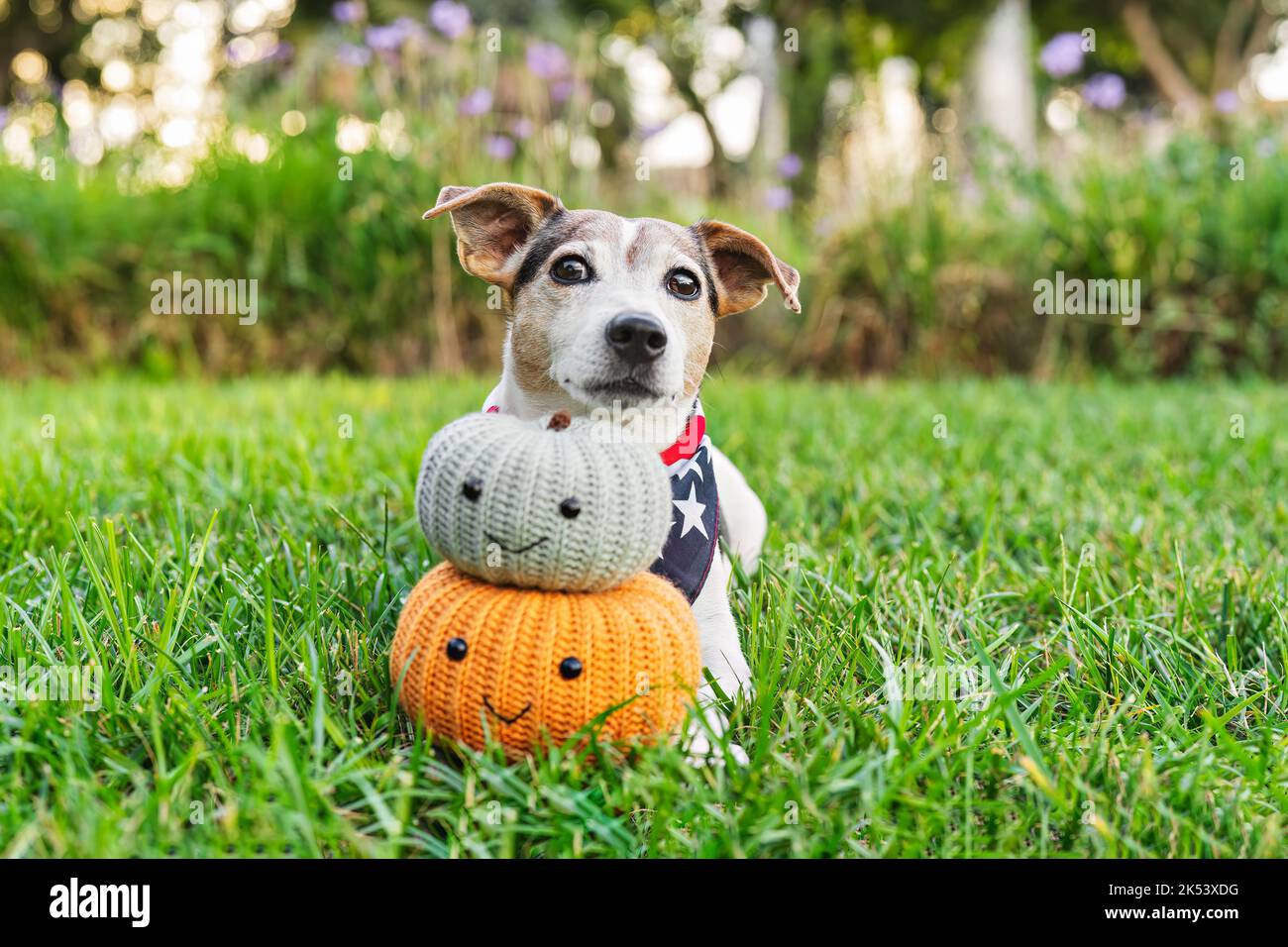 Joli chien Jack russell sur l'herbe avec des citrouilles décoratives faites à la main. Décoration d'automne. Heure d'Halloween Banque D'Images