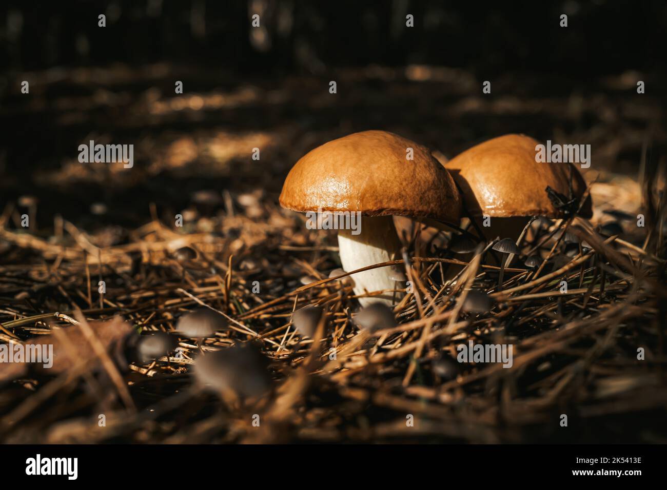 Jeunes champignons Jack glissants, Suillus luteus sur fond forestier d'automne avec aiguilles de pin, vue rapprochée. Concept de champignons de la moisson Banque D'Images