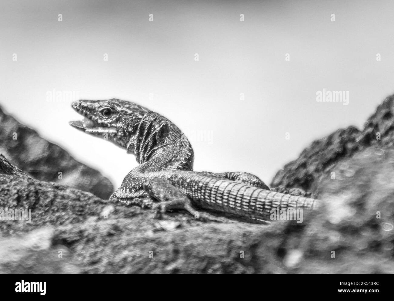 Gros plan d'un lézard sur une roche volcanique de l'île Graciosa, Açores Banque D'Images