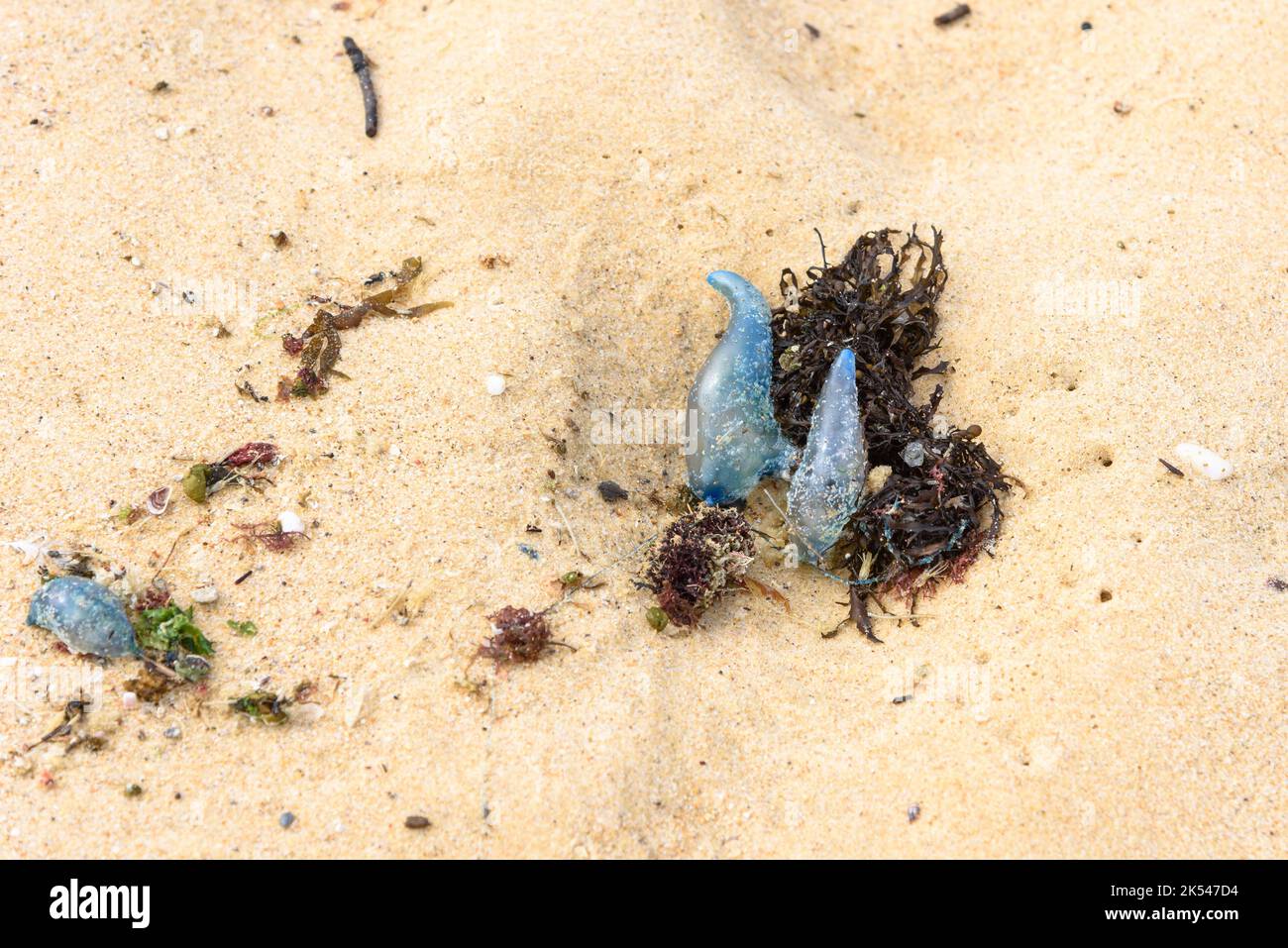 Lavage des bouteilles bleues de Man o' Wars portugais sur le sable à Maroubra Beach, Sydney, Australie Banque D'Images