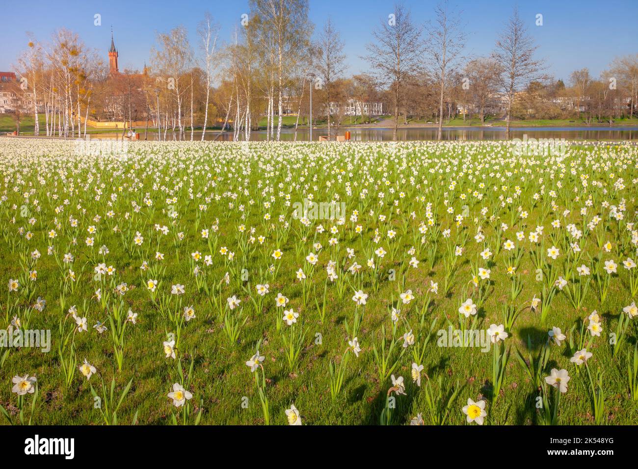 Fleurs jaunes dans le parc central de Druskininkai au coucher du soleil, Lituanie Banque D'Images
