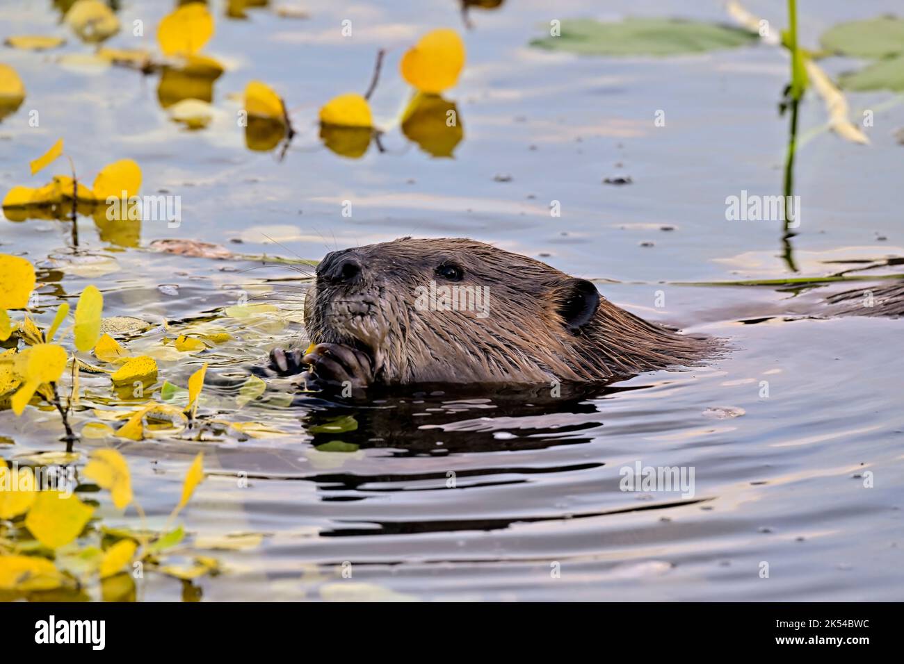 Un castor adulte 'Castor canadensis' avec sa tête au-dessus de l'eau se nourrissant de quelques feuilles de peuplier faux-tremble au bord de son habitat de lac Banque D'Images