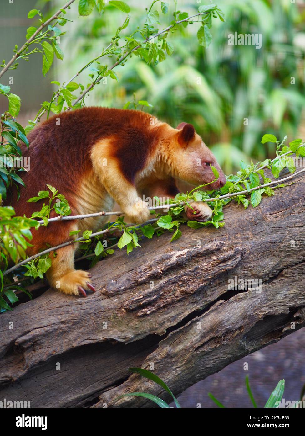 Homme énergique et agile Goodfellow's Tree-Kangaroo inspectant la végétation verte. Banque D'Images