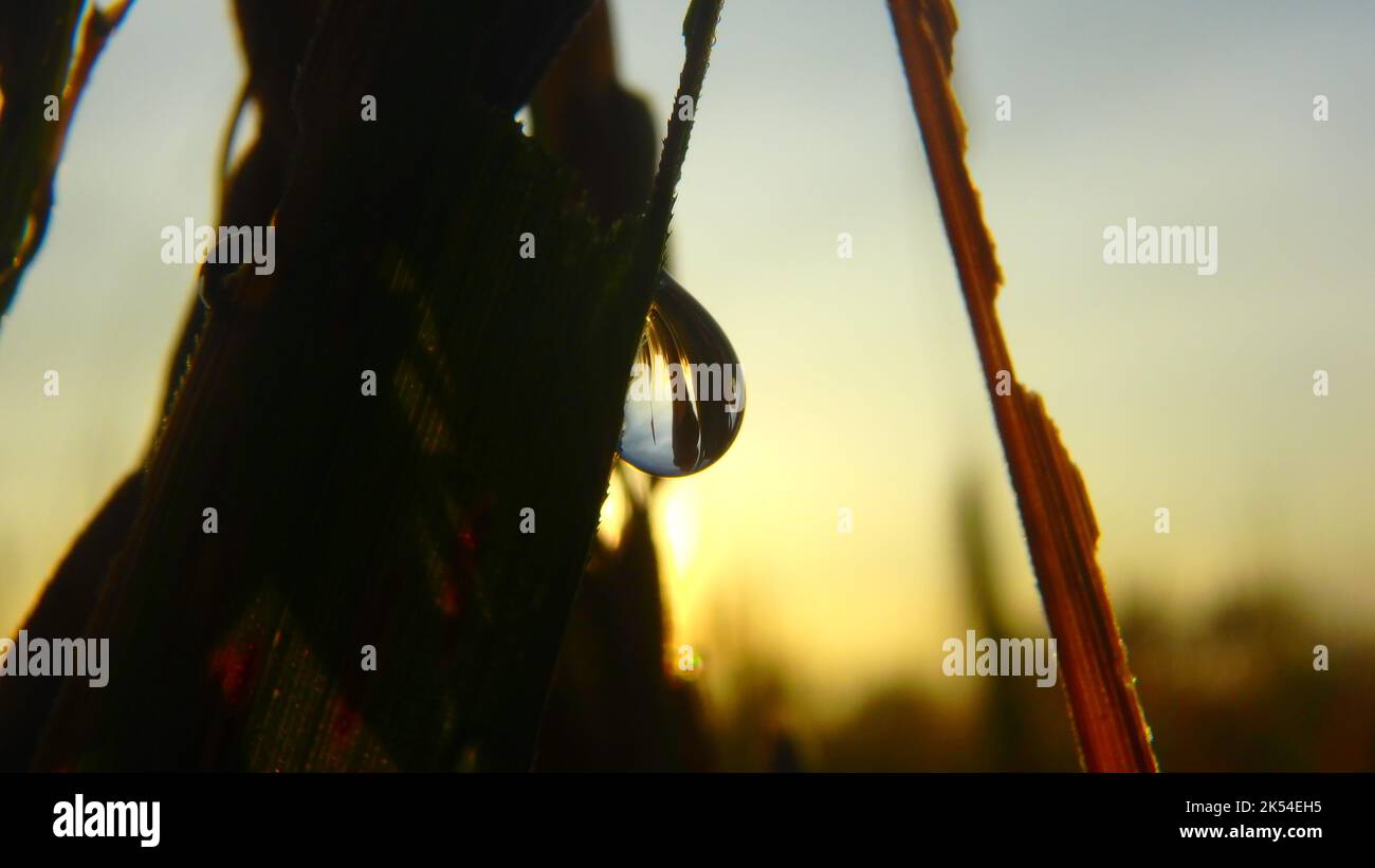 Matin Dew et le lever du soleil Banque D'Images