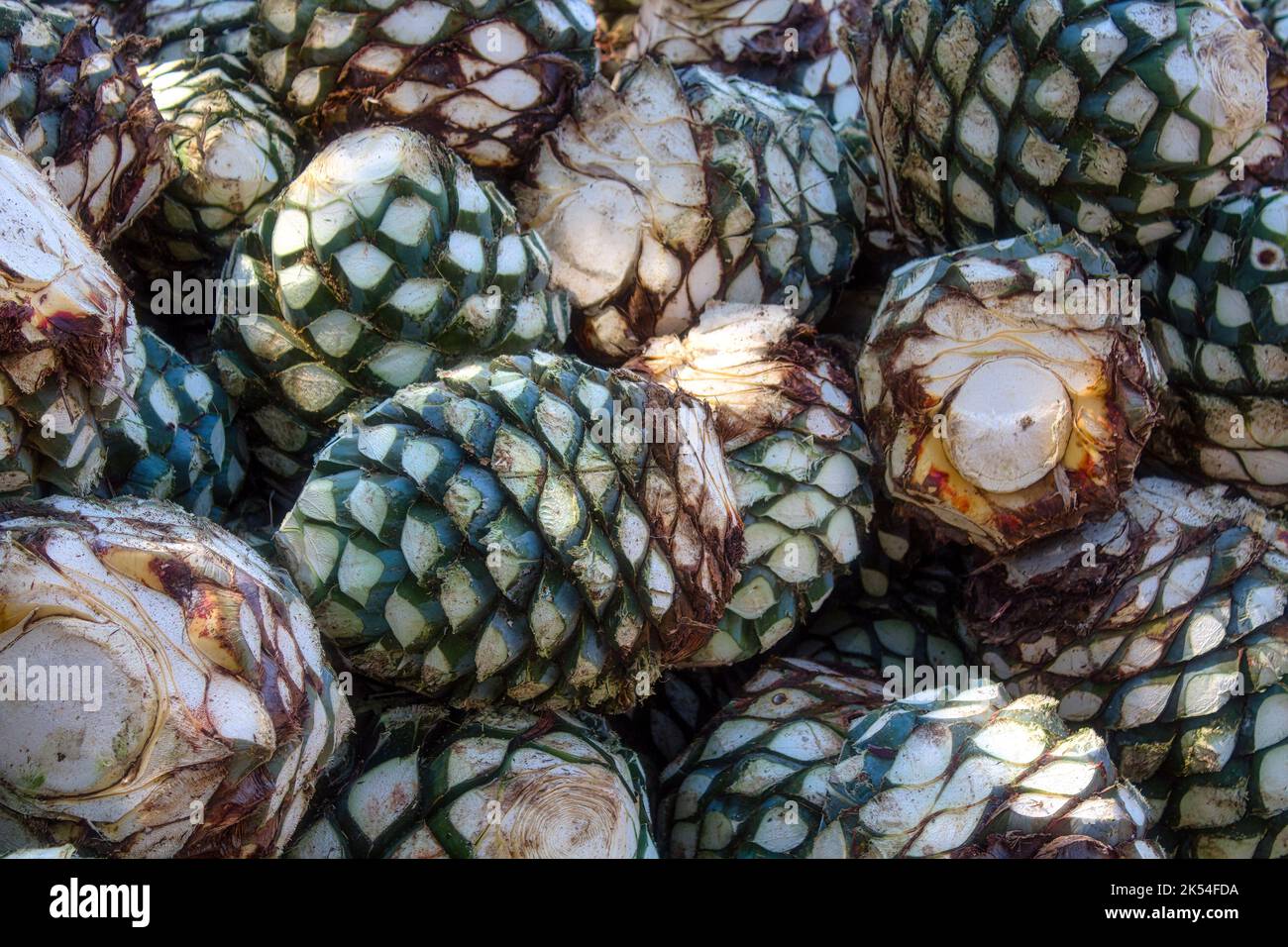 Une pile d'agave dans une distillerie en attente de traitement, Tequila, Jalisco, Mexique. Récolte agave. Banque D'Images