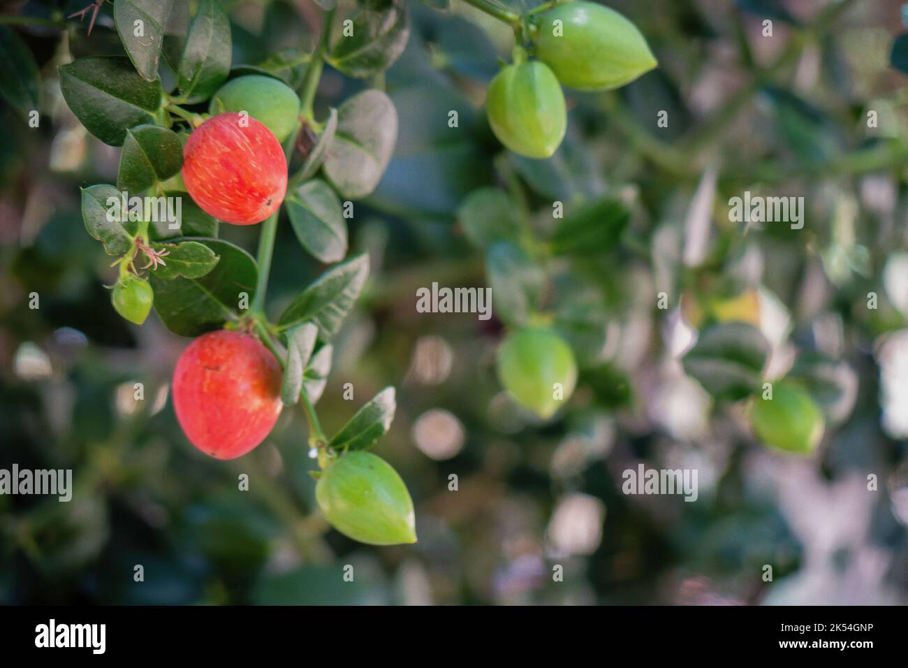 A Natal Plum Carissa macrocarpa fruits Banque D'Images