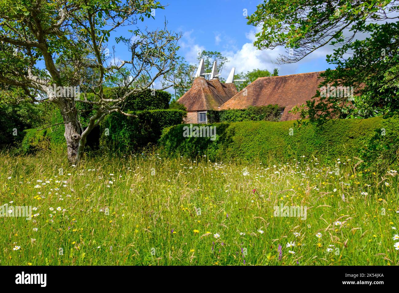 Wild Flower meadow Banque D'Images