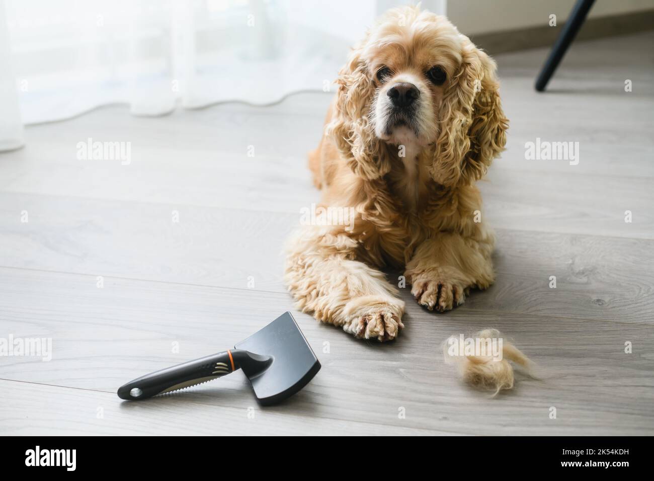 Adorable Cocker américain allongé sur le sol avec un peigne à la maison. Banque D'Images