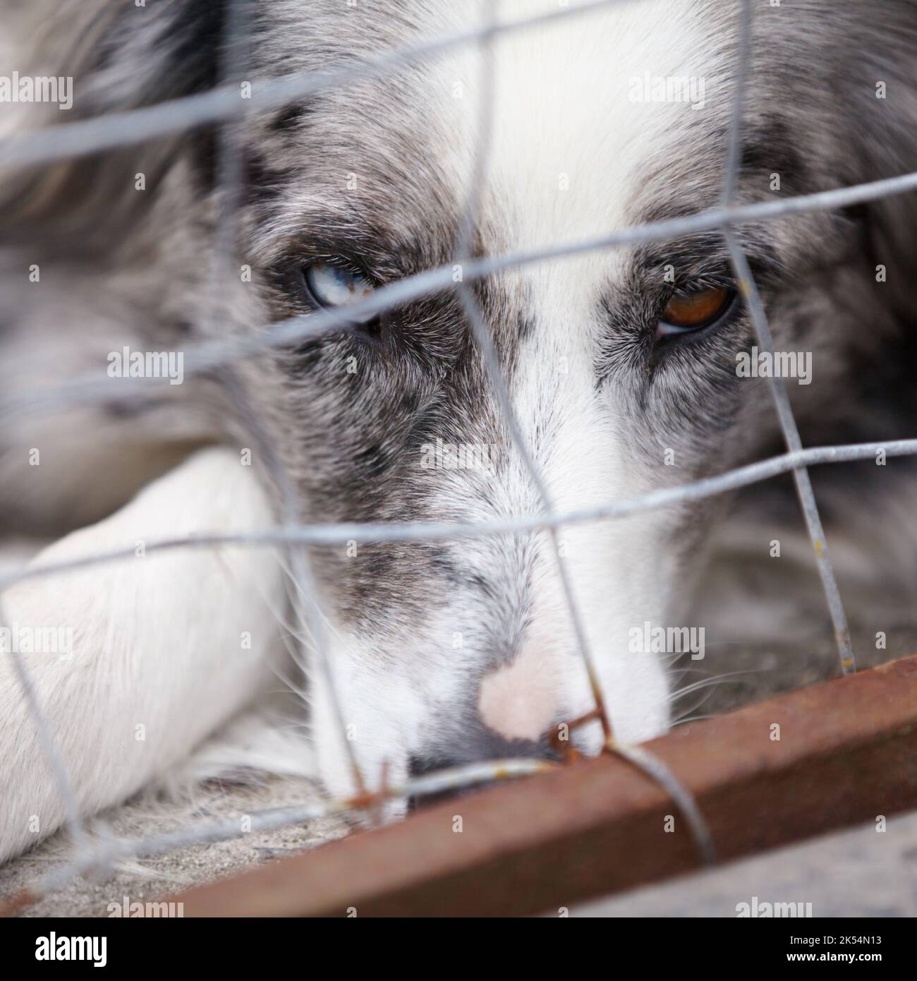 Abandonné et seul. Un gros plan d'un chien très triste regardant à travers les barres de la cage. Banque D'Images