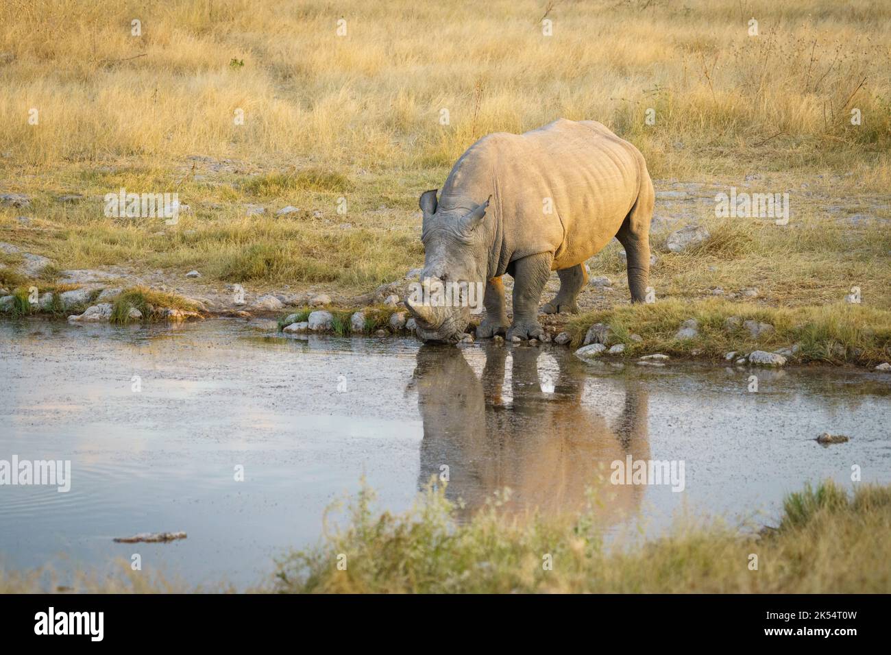 Rhinocéros blanc (Ceratotherium simum) debout au niveau d'un trou d'eau avec réflexion dans l'eau. Parc national d'Etosha, Namibie, Afrique Banque D'Images