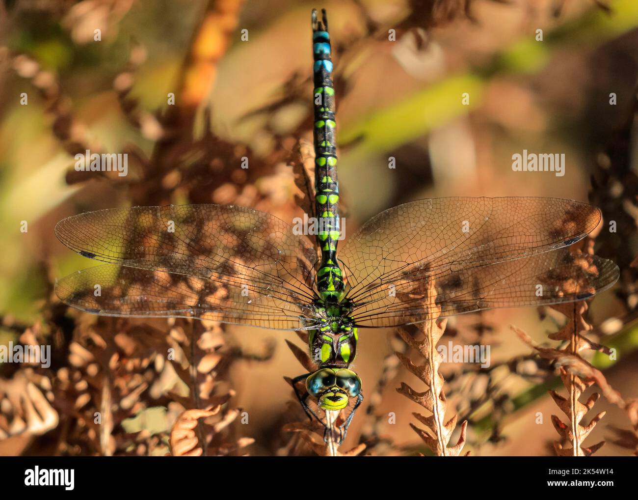 Libellule verte et bleue Banque de photographies et d’images à haute — free download