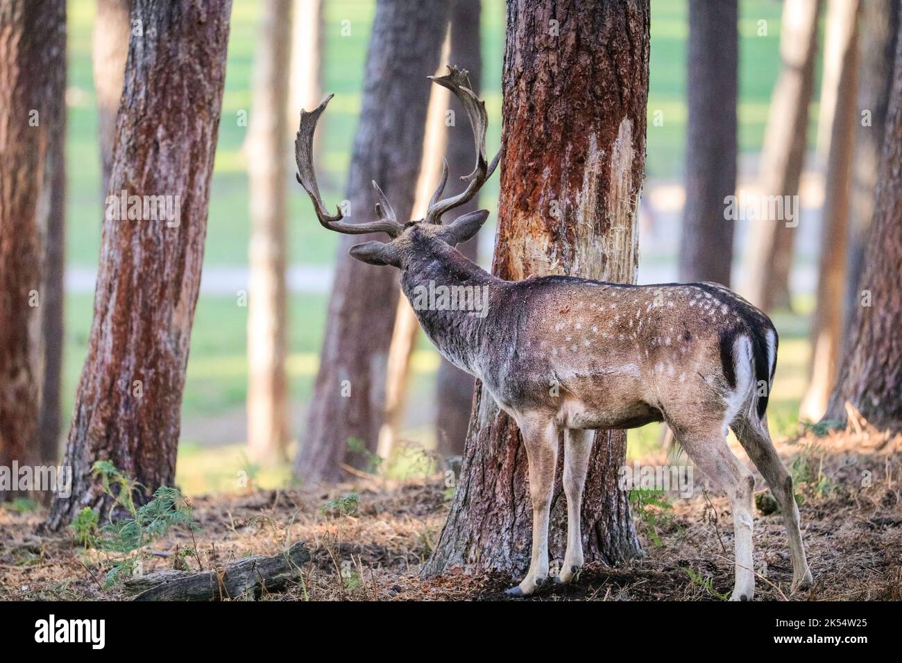 Cerf de Virginie (dama dama) mâle (buck), frottant et raclant l'écorce de l'arbre pour marquer son territoire, NRW, Allemagne Banque D'Images