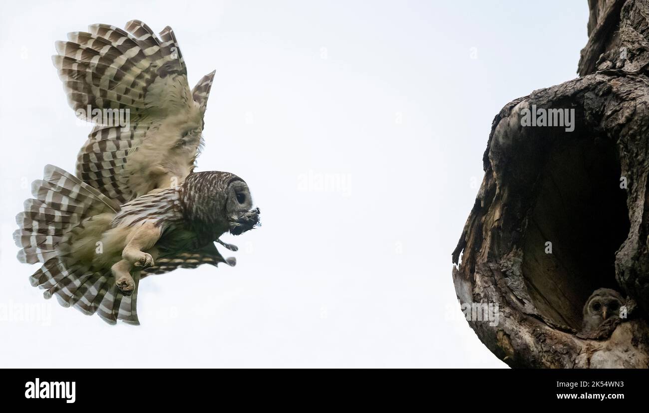 En volant pour nourrir Banque D'Images