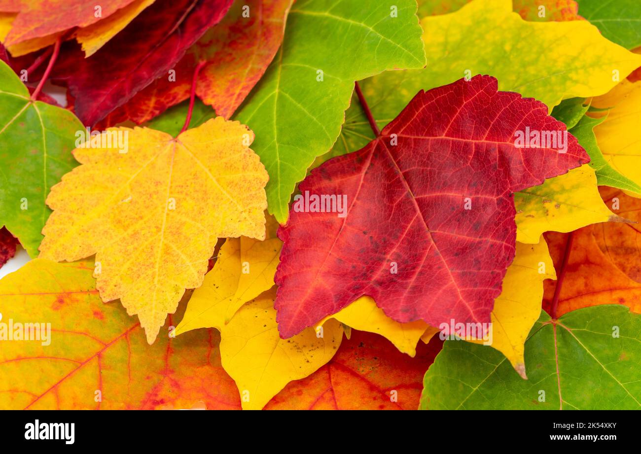 Photo macro des feuilles comme arrière-plan Banque D'Images