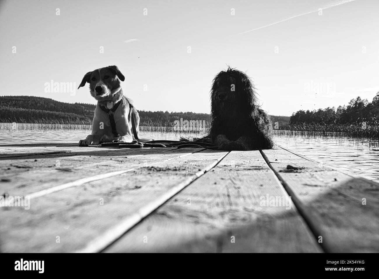 Amoureux des chiens allongé sur une jetée et regardant le lac en Suède. Goldendoodle et race mixte. Amitié animale. Photo d'animal avec charme. Banque D'Images