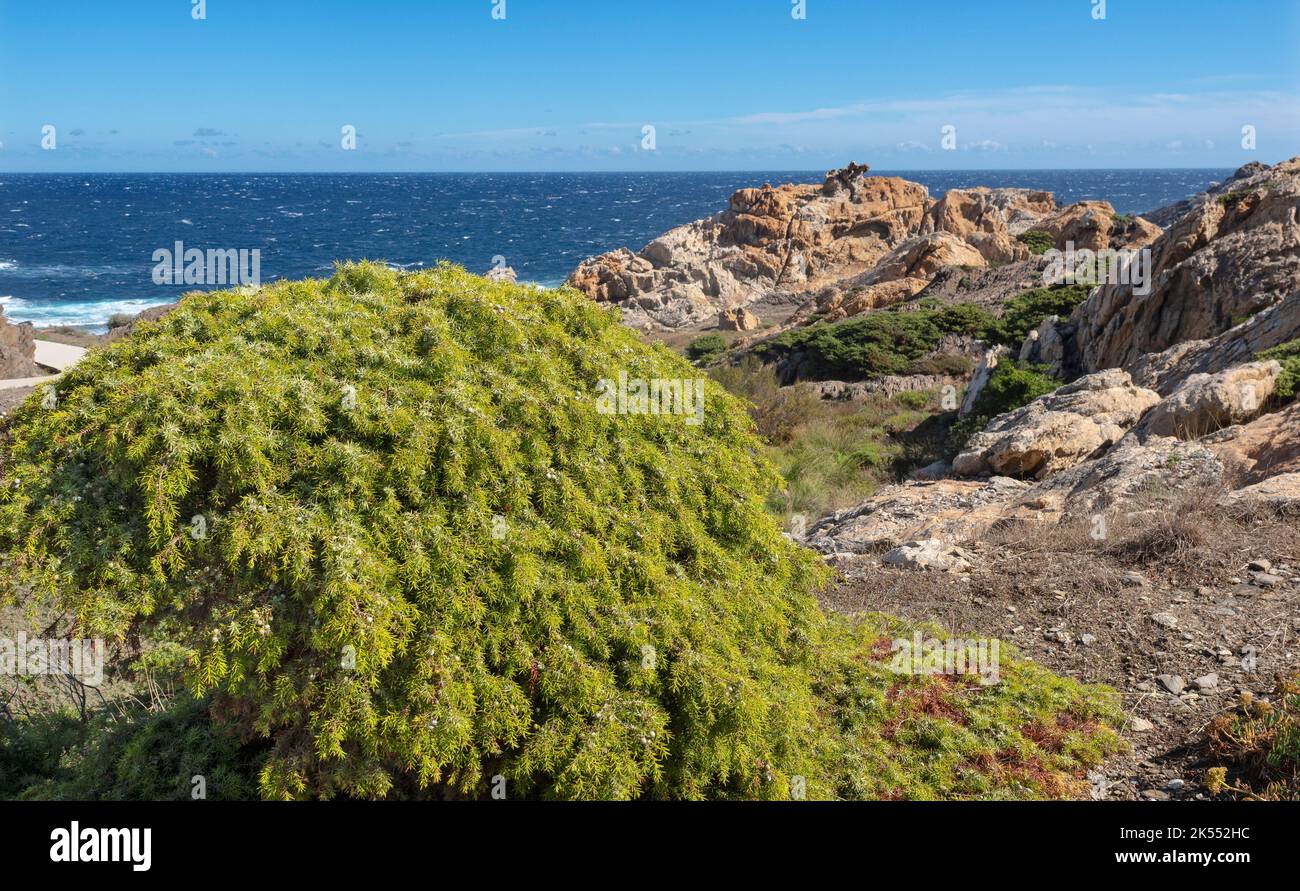 Parc naturel du Paratge de Tudela Cap de Creus. Costa Brava est de l'Espagne Banque D'Images