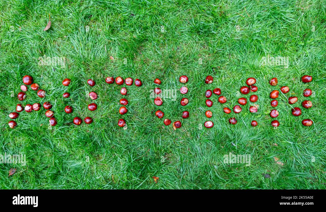 Le mot Autumn est écrit avec des conkers ou des châtaignes sur l'herbe, la nature saisonnière automnale. Banque D'Images