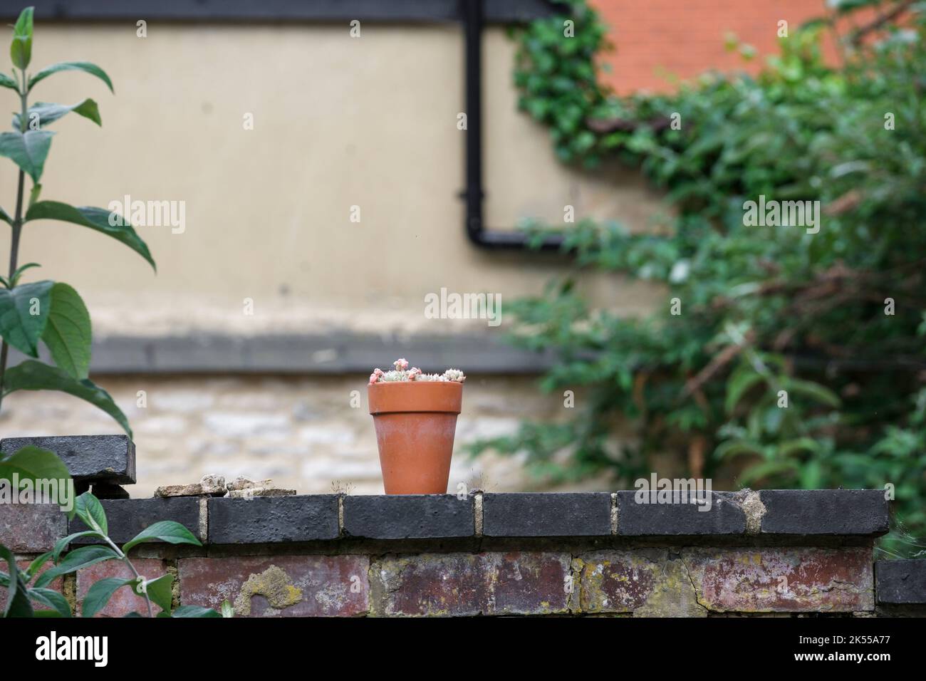 Une seule terrcotta plante pot sur un mur de pierre. Banque D'Images