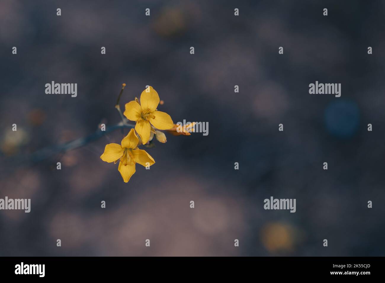 Photographie macro de deux petites fleurs sauvages jaunes isolées sur un arrière-plan sombre et flou avec effet bokeh doux et espace négatif Banque D'Images