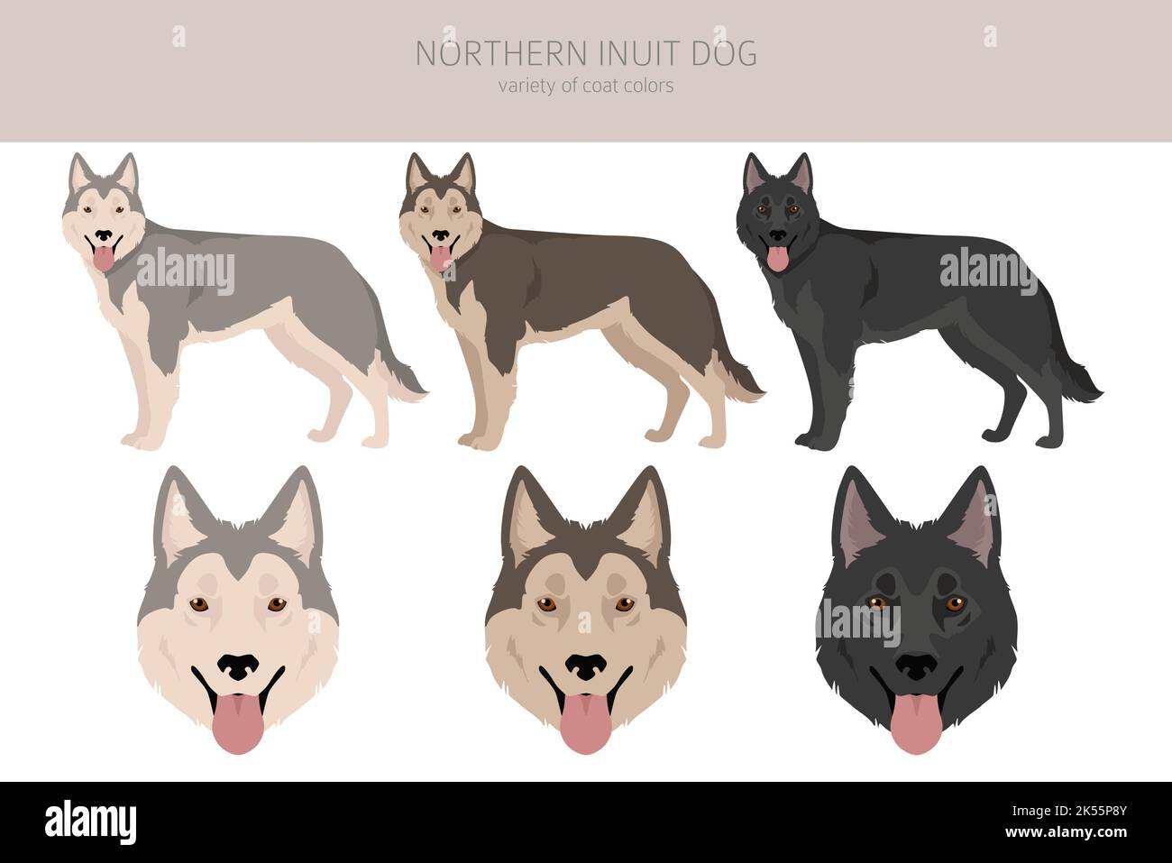 Falaise de chien inuit du Nord. Ensemble de couleurs de pelage ; infographie sur les caractéristiques de toutes les races de chiens. Illustration vectorielle Illustration de Vecteur