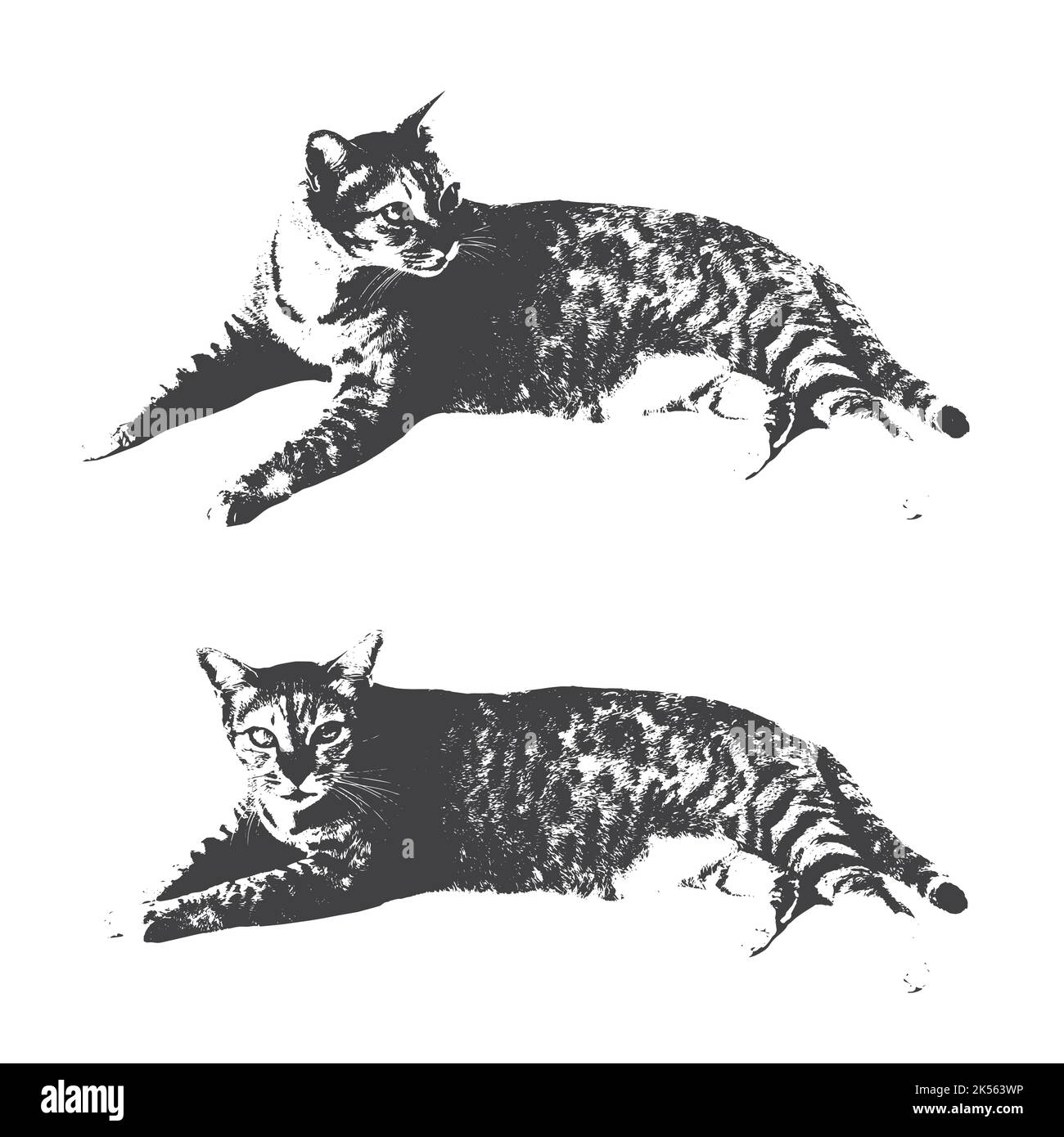 Image vectorielle de chat sur fond blanc. Vecteur. Illustration vectorielle superposée facile à modifier. Animaux de compagnie. Illustration de Vecteur