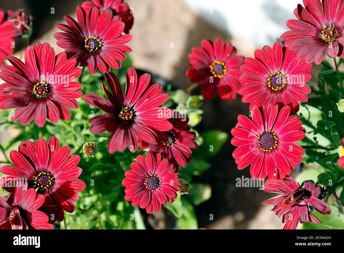 Serenity Red Osteospermum ( Osteospermum ecklonis) plante, communément connue sous le nom de Daisy africaine. Banque D'Images