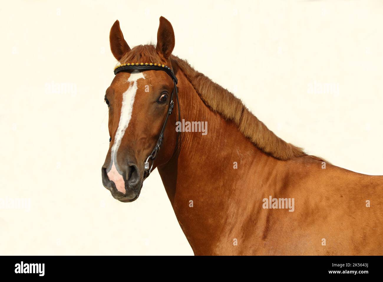 Portrait de cheval blanc andalou en selle sur fond de mur clair Banque D'Images