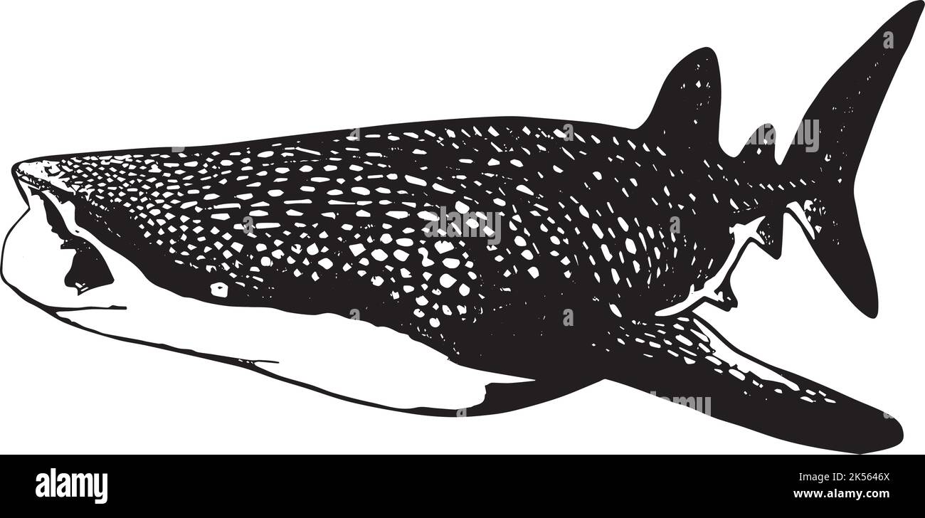 Conservation des requins baleines pour sauver des baleines peinture d'art , art , logo , Tshirt design ou Cup art dessin noir et blanc Illustration de Vecteur