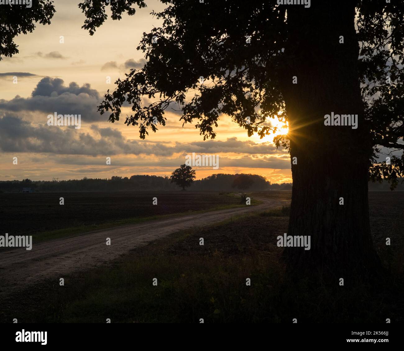 Une route de campagne à travers des champs labourés avec une silhouette d'arbre proche et un coucher de soleil éloigné Banque D'Images