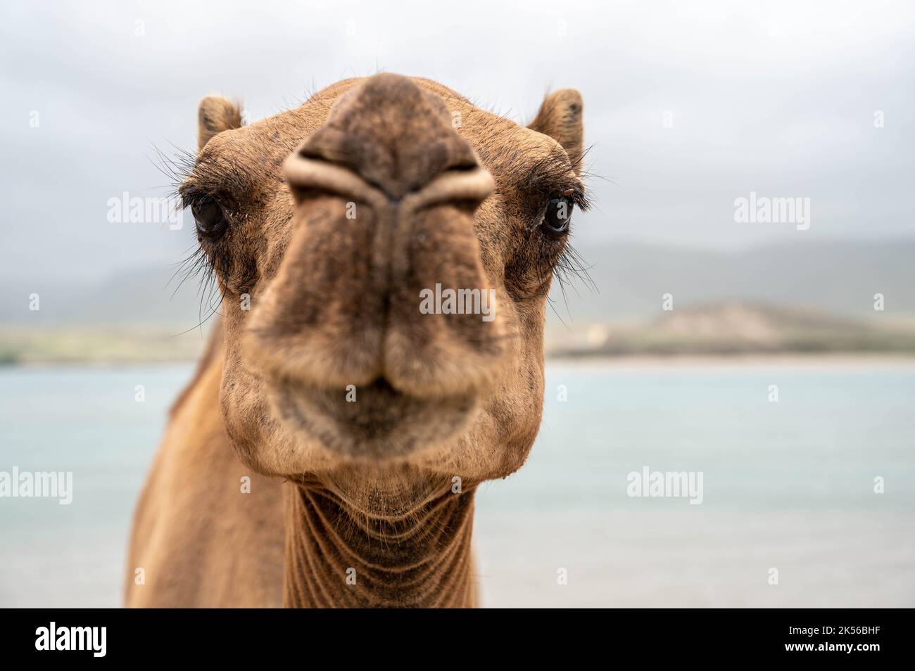 Chameau sur la plage de Khor Rori près de Salalah, Oman Banque D'Images