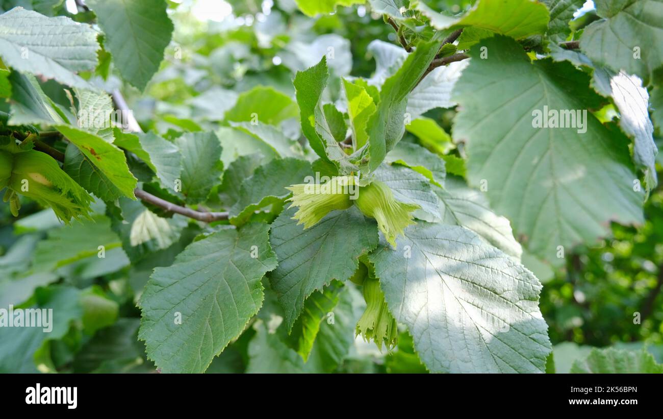 Noisette et noisettes sur l'arbre. Banque D'Images