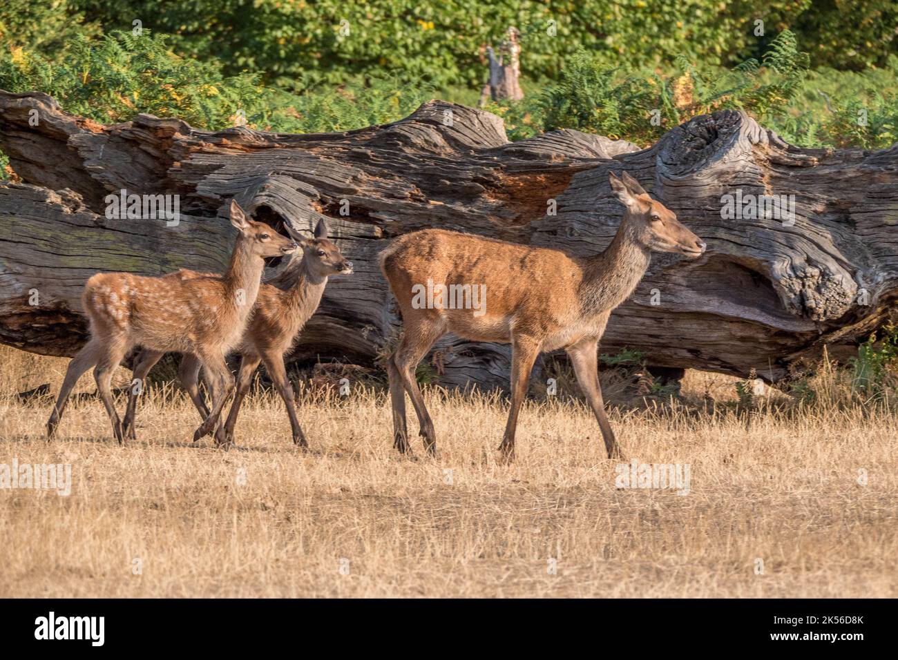 Red Deer Cervus elaphus - femme avec Young Banque D'Images