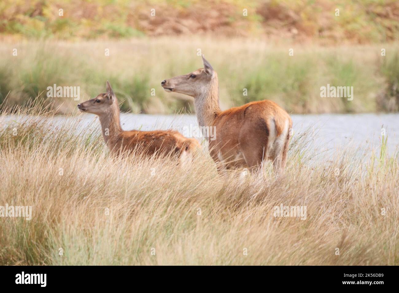 Red Deer Cervus elaphus - femme avec Young Banque D'Images
