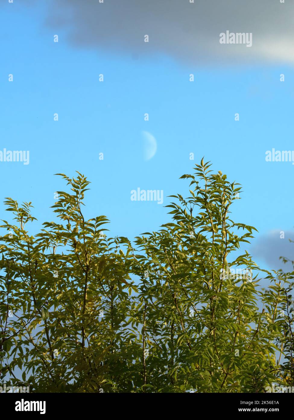 Un stand d'arbres soufflés par le vent, les feuilles s'étendent par les rafales et le cadrage de la Lune fraîchement ressuscité dans un ciel bleu doux. Banque D'Images