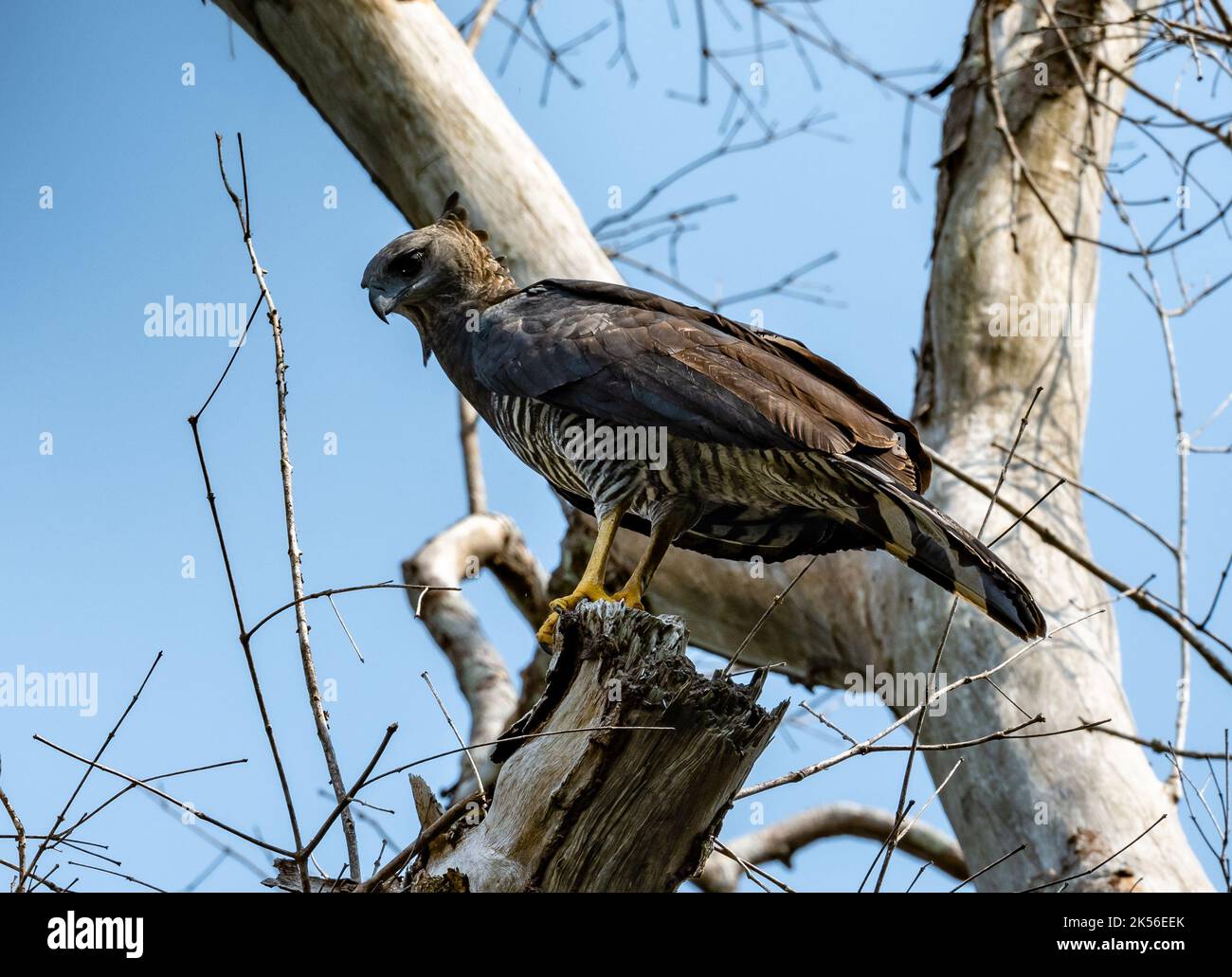 Un aigle à crête sauvage (Morphnus guianensis) perché sur un arbre Amazonas, Brésil. Banque D'Images
